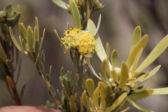Leucadendron nitidum