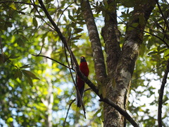 Platycercus elegans elegans