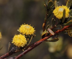Leucadendron nitidum