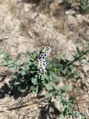 Heliotropium curassavicum