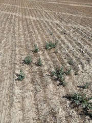 Heliotropium curassavicum