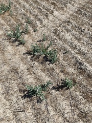 Heliotropium curassavicum