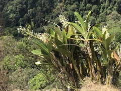 Dendrobium speciosum hillii