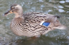Anas platyrhynchos