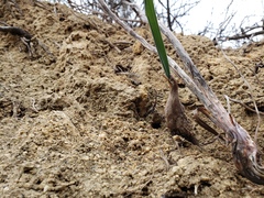 Calochortus plummerae