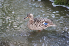 Anas platyrhynchos