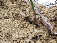 Calochortus plummerae