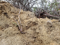 Calochortus plummerae