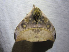 Hylesia bertrandi