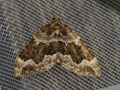 Lampropteryx suffumata