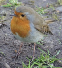 Erithacus rubecula