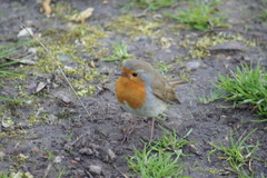 Erithacus rubecula