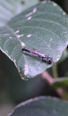 Trypoxylon petiolatum