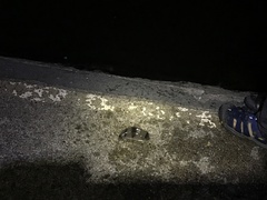 Marilyna pleurosticta