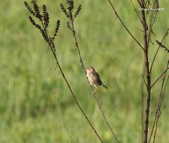 Cisticola exilis