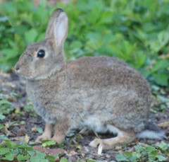 Oryctolagus cuniculus