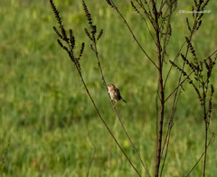 Cisticola exilis