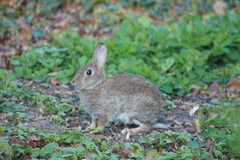 Oryctolagus cuniculus