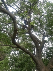 Brachychiton populneus