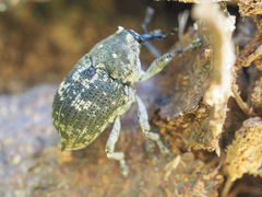 Eutyrhinus meditabundus