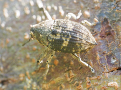Eutyrhinus meditabundus