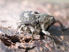 Eutyrhinus meditabundus