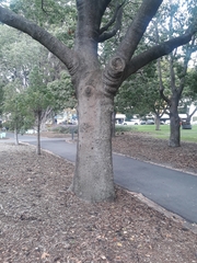 Brachychiton populneus