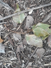 Brachychiton populneus