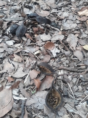 Brachychiton populneus