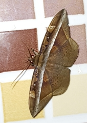 Hemeroblemma opigena