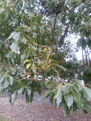 Brachychiton populneus