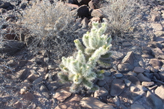 Cylindropuntia bigelovii ciribe