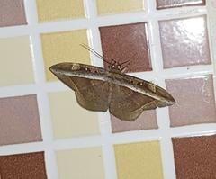 Hemeroblemma opigena