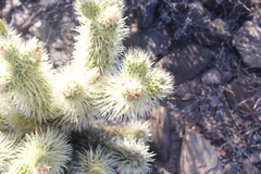 Cylindropuntia bigelovii ciribe