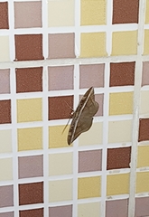 Hemeroblemma opigena