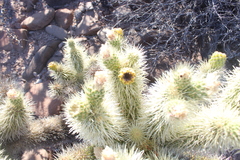 Cylindropuntia bigelovii ciribe