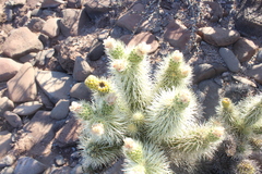 Cylindropuntia bigelovii ciribe