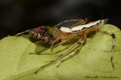 Oxyopes shweta