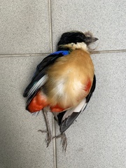 Pitta moluccensis