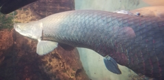 Arapaima