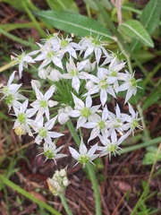 Allium cuthbertii