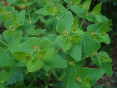 Euphorbia sieboldiana