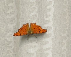 Polygonia egea