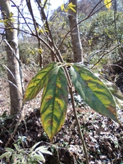 Tarenna mollissima
