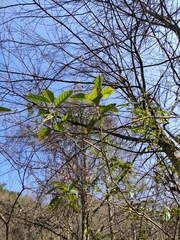 Tarenna mollissima