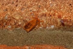 Euproctis lucifuga