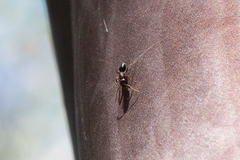 Camponotus essigi
