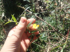 Podolobium aciculiferum