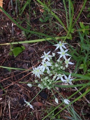 Allium cuthbertii