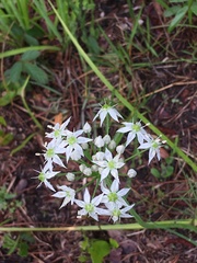Allium cuthbertii